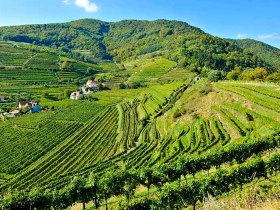 Rotes Tor und Buchberg in Spitz an der Donau, &copy; Markus Haslinger