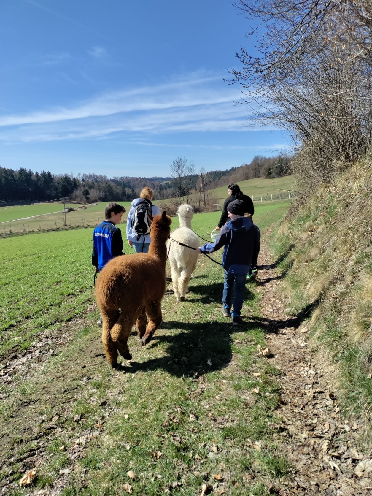 Gruppe von Menschen wandert mit Alpakas auf einem Feldweg bei sonnigem Wetter.