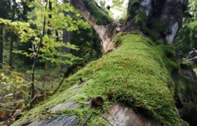 Naturwald, © npjw