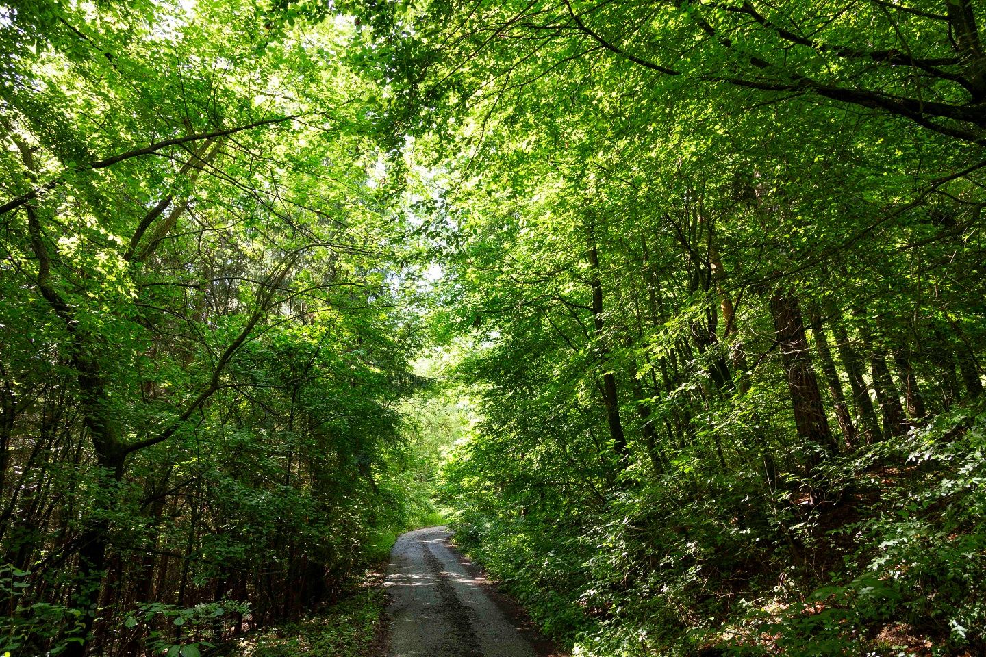 Beschauliche Waldwege ideal für Mountainbiker
