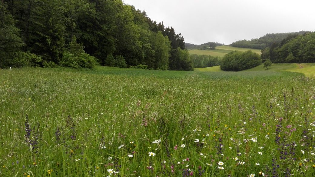 Jauerlinger Wiesen