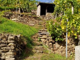 Through the vineyards on the Spitzer Panorama Trail, &copy; Donau N&Ouml; Tourismus/HS