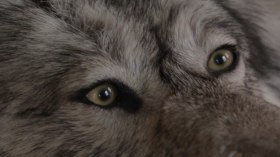 Grauwolf, © Marcus Zuba