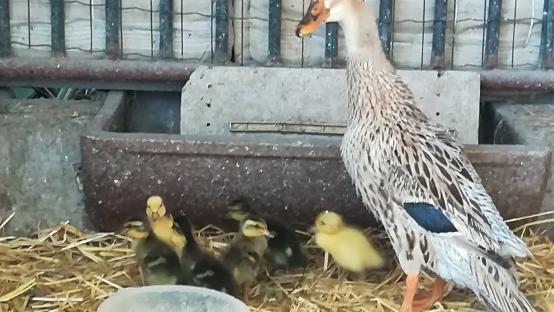 Duck family, &copy; Romana Wiener