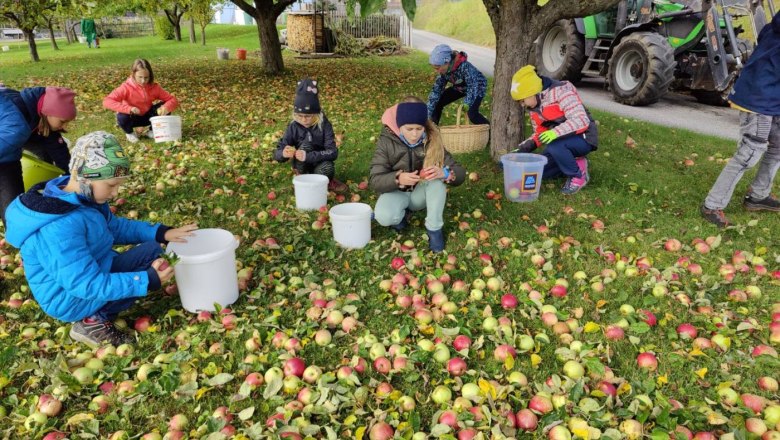 Volksschule Maria Laach beim Äpfelsammeln., © Naturpark Jauerling-Wachau