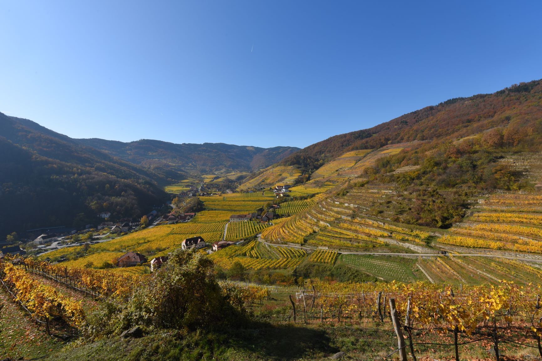 Weingärten im Spitzer Graben in herbstlichen Farben.