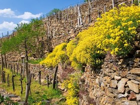 Stone terraces with stonecrop/Wachauer Edelweiss, &copy; Markus Haslinger