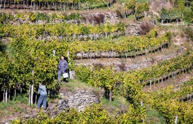 Winemakers at work, © Lachlan Blair