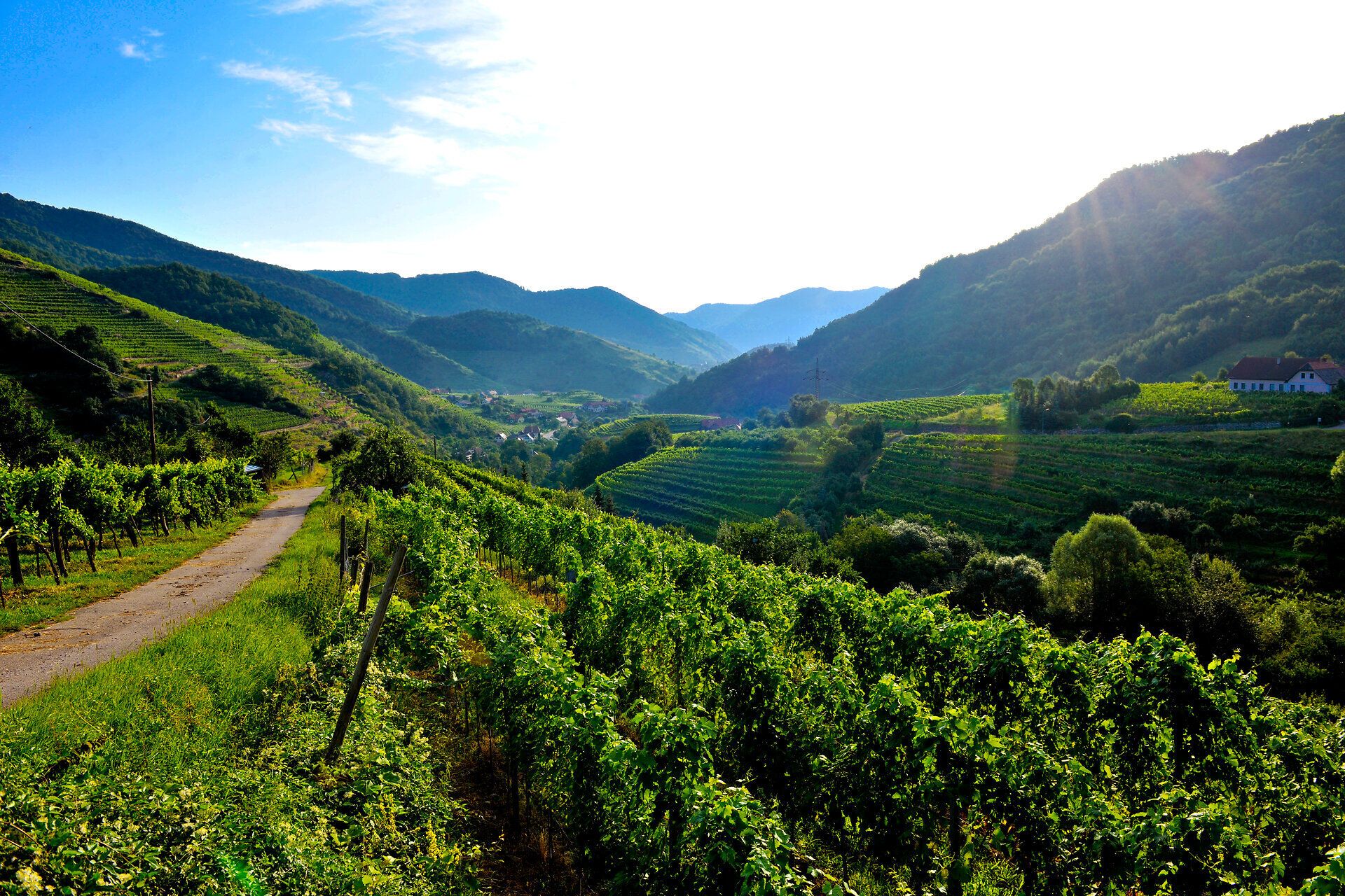 Sanfte Hügel und üppige Weinreben erstrecken sich bis zum Horizont, während die warmen Sonnenstrahlen die Landschaft in ein goldenes Licht tauchen. Der Duft von frischem Wein und blühenden Pflanzen erfüllt die Luft und lädt zu einem entspannten Spaziergang ein. Hier, inmitten der Natur, spürt man die Ruhe und Schönheit des Sommers.