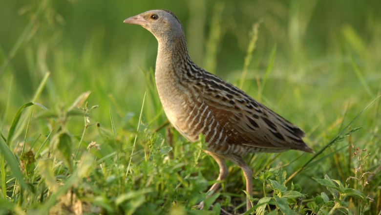 Wachtelkönig, © Shutterstock_122983600