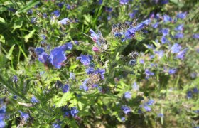 Blumenwiese bei der Stauferh&uuml;tte, &copy; Naturpark Jauerling-Wachau