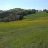 Green meadow with yellow flowers in front of a wooded hill under a blue sky.