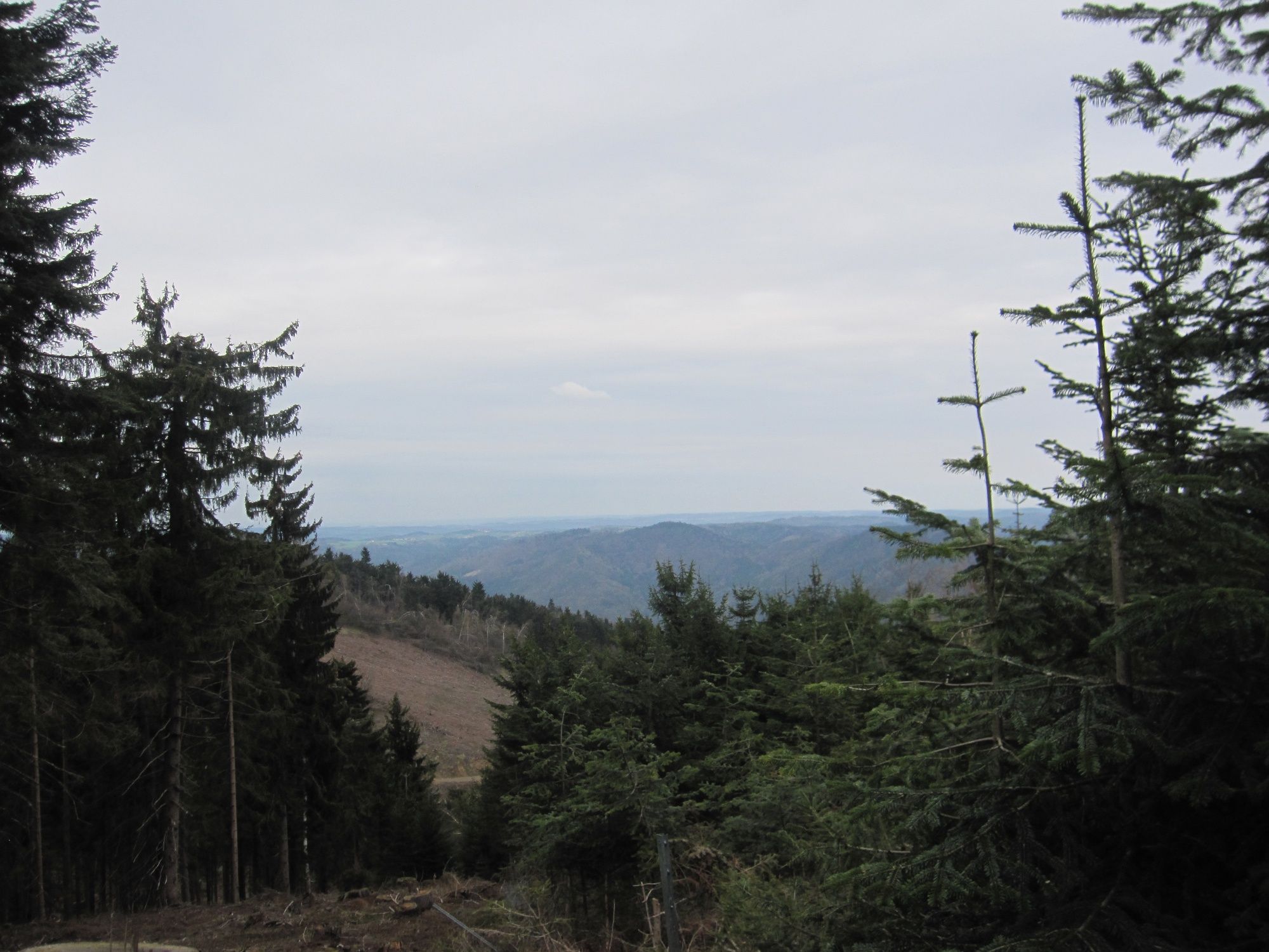 Waldwanderung mit Aussicht