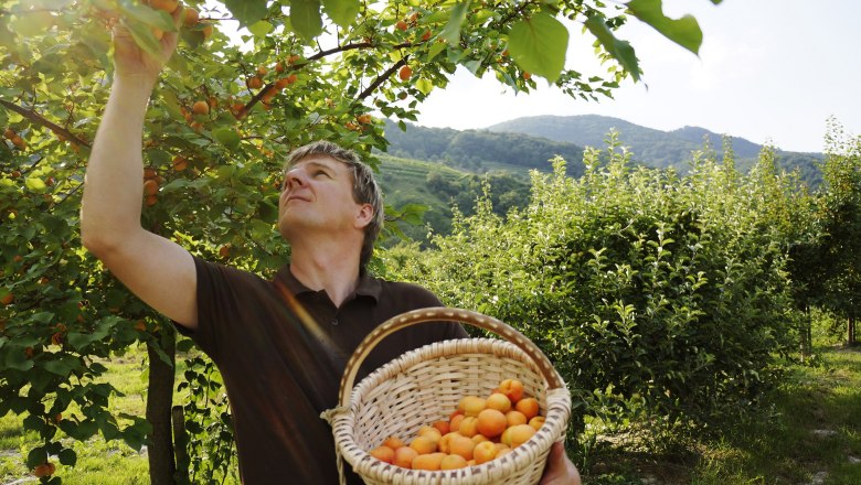 A man picks apricots from a tree and holds a basket full of fruit in an orchard.
