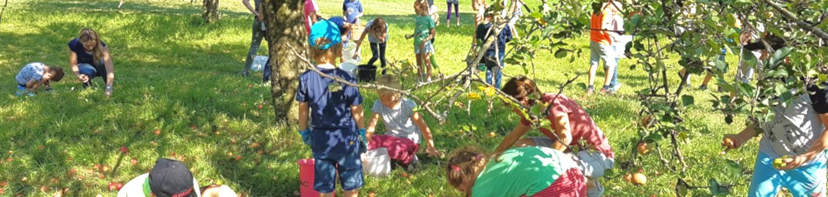 Pupils of the nature park schools collect apples, © VS Emmersdorf