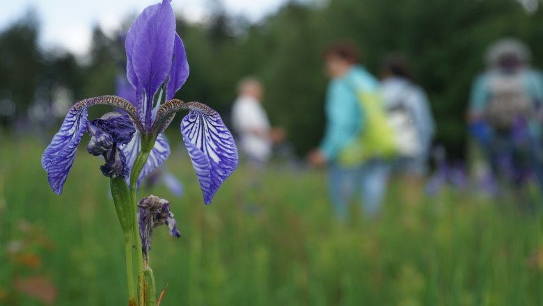 Wiesenexkursion, © npjw