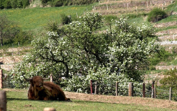 Spring in the pasture, © Gerold Munk