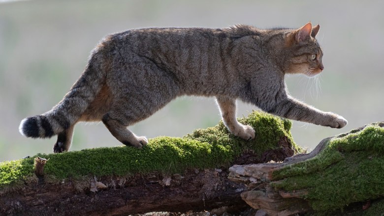 Europäische Wildkatze, © Shutterstock_1684061812