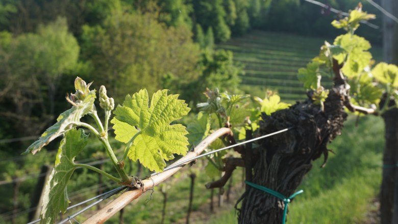 Weingarten in Köfering, © Naturpark Jauerling-Wachau