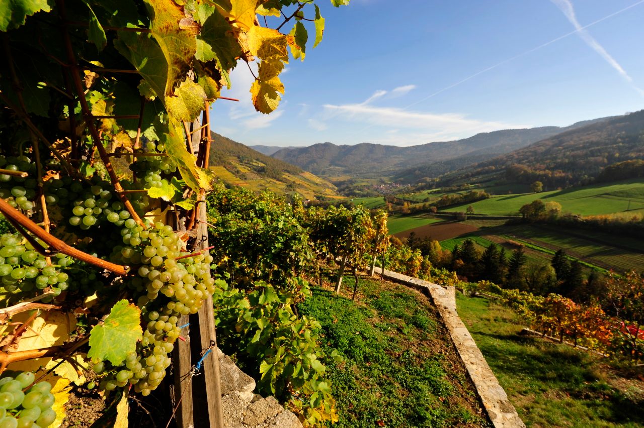 wein-wachau-herbst-nutzungsrecht-vorhanden-c-weingut-graben-gritsch-petr-blaha-12