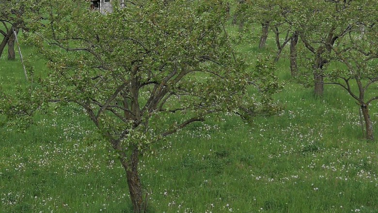 Marillengarten entlang der Donau, © Naturpark Jauerling-Wachau