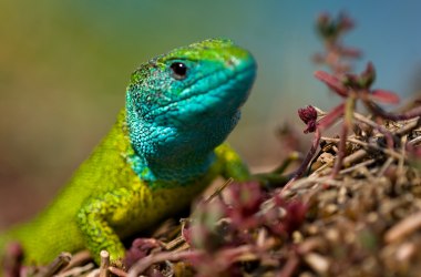 The green lizard, the &quot;heraldic animal&quot; of the Wachau, © Markus Haslinger