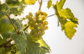 Weinreben mit Bl&auml;tter und Trauben, &copy; &Ouml;sterreich-Werbung