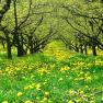 Ein Obstgarten mit bl&uuml;henden L&ouml;wenzahnblumen und gr&uuml;nen B&auml;umen.