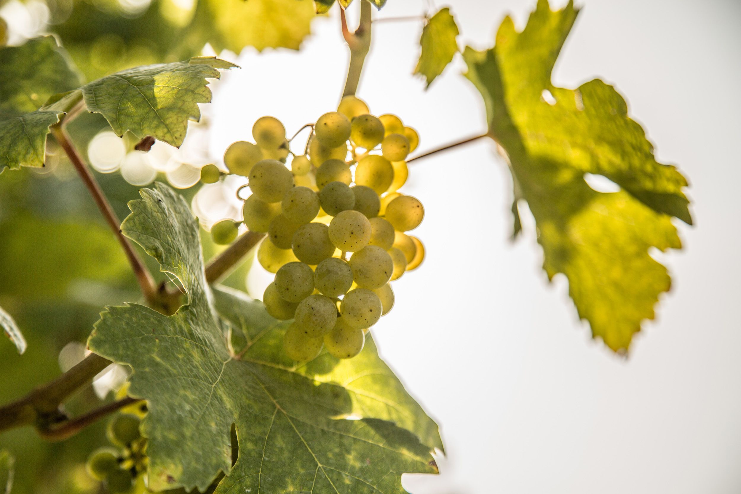 Weinreben mit Blätter und Trauben