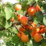 Ripe apricots on a tree with green leaves.