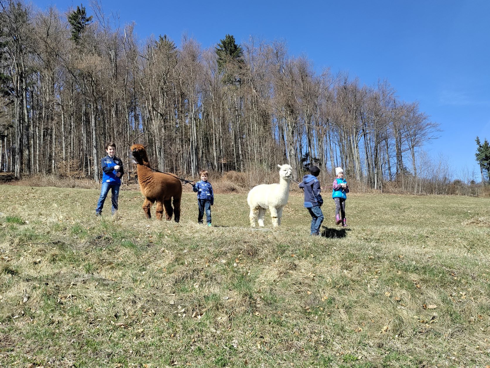 Kinder führen Alpakas auf einer Wiese vor einem Wald.