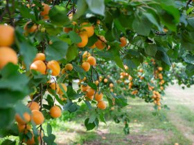 Marillenb&auml;ume in der Wachau, &copy; Donau N&ouml; Tourismus_Barbara Elser