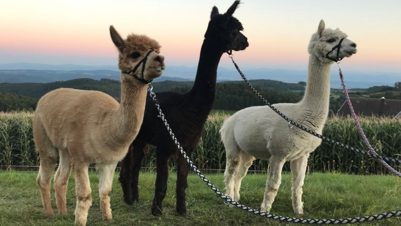 Three alpacas in different colors stand in a meadow in front of a sunset.