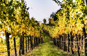 Vineyards in the fall, © Donau NÖ/Robert Herbst