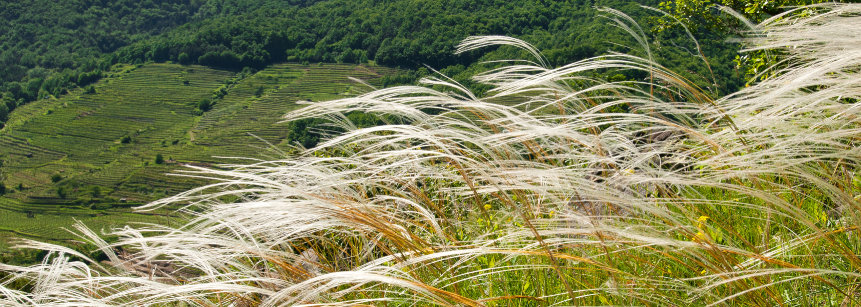 Gentle and original - feather grass combines nature and culture. It may only be harvested for local customary purposes and is considered a category in the Wachau wine, © Markus Haslinger