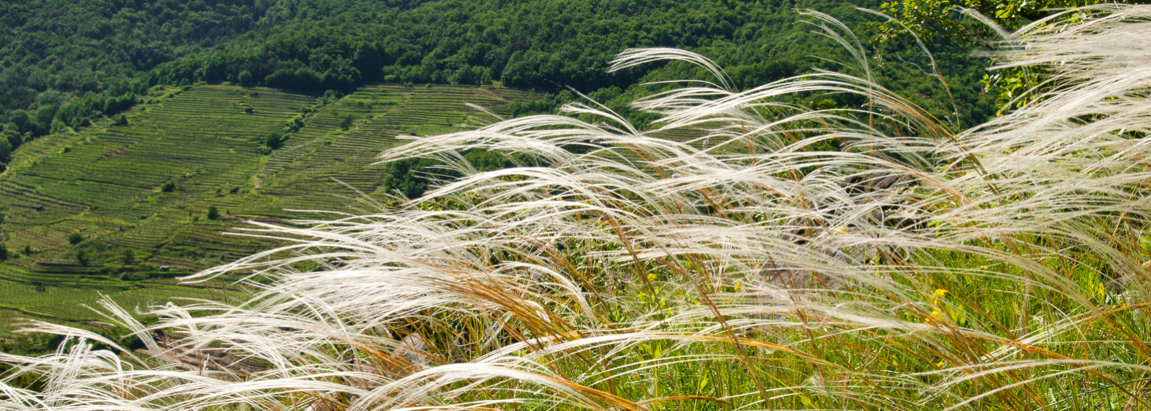 Sanft und ursprünglich - Das Federgras verbindet Natur und Kultur. Es darf lediglich für lokale Brauchstumszwecke gepflückt werden und gilt als eine Kategorie beim Wachauer Wein, © Markus Haslinger