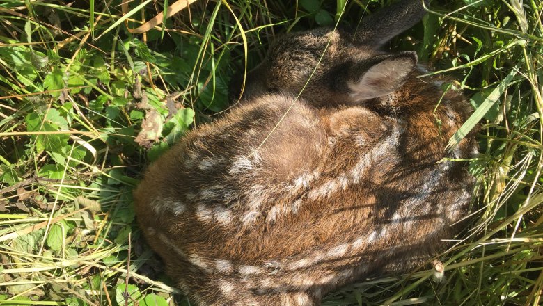 waldschule_rehkitz_klein_c_marcus-zuba, &copy; Marcus Zuba