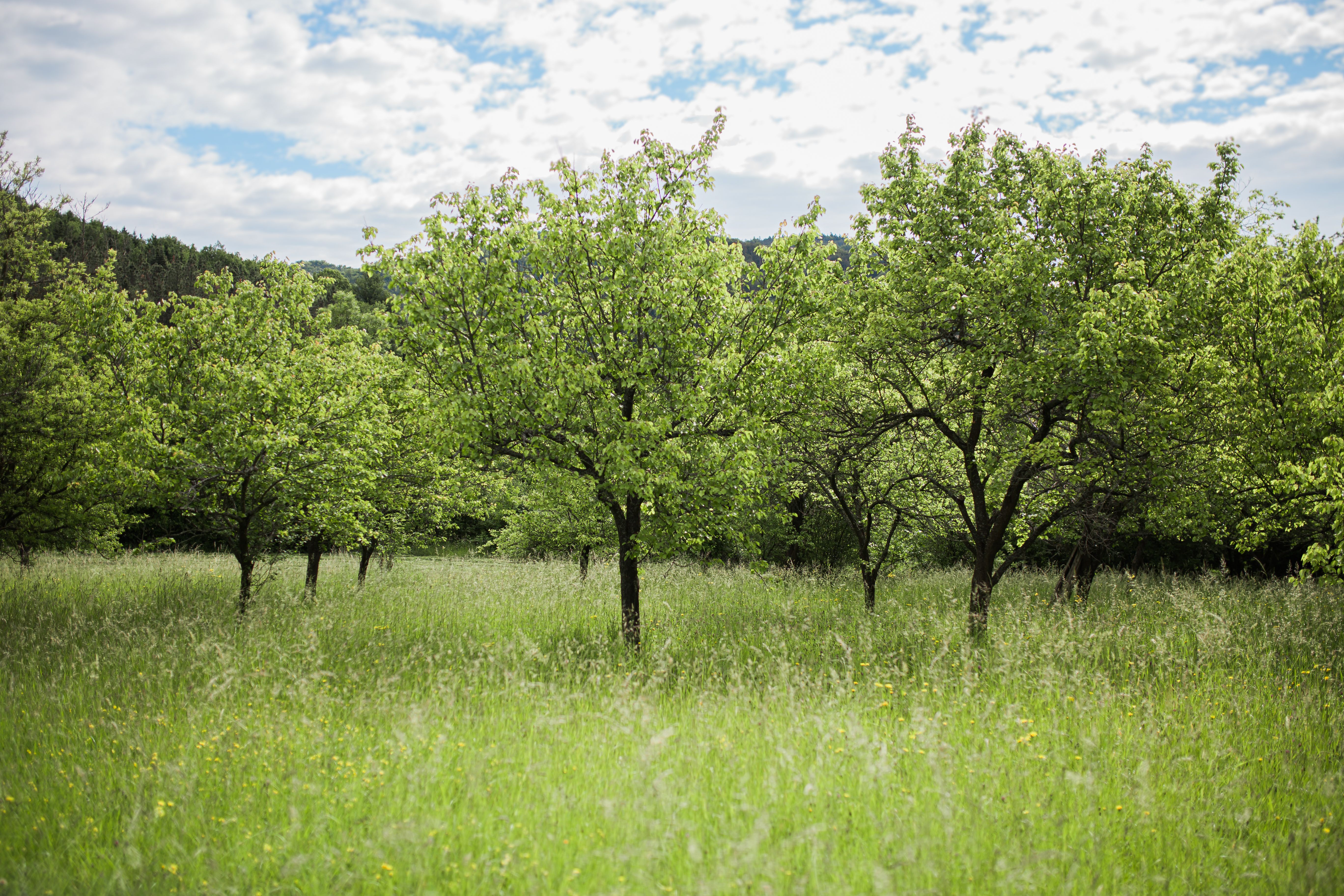 Marillenbäume auf Jauerlinger Wiese