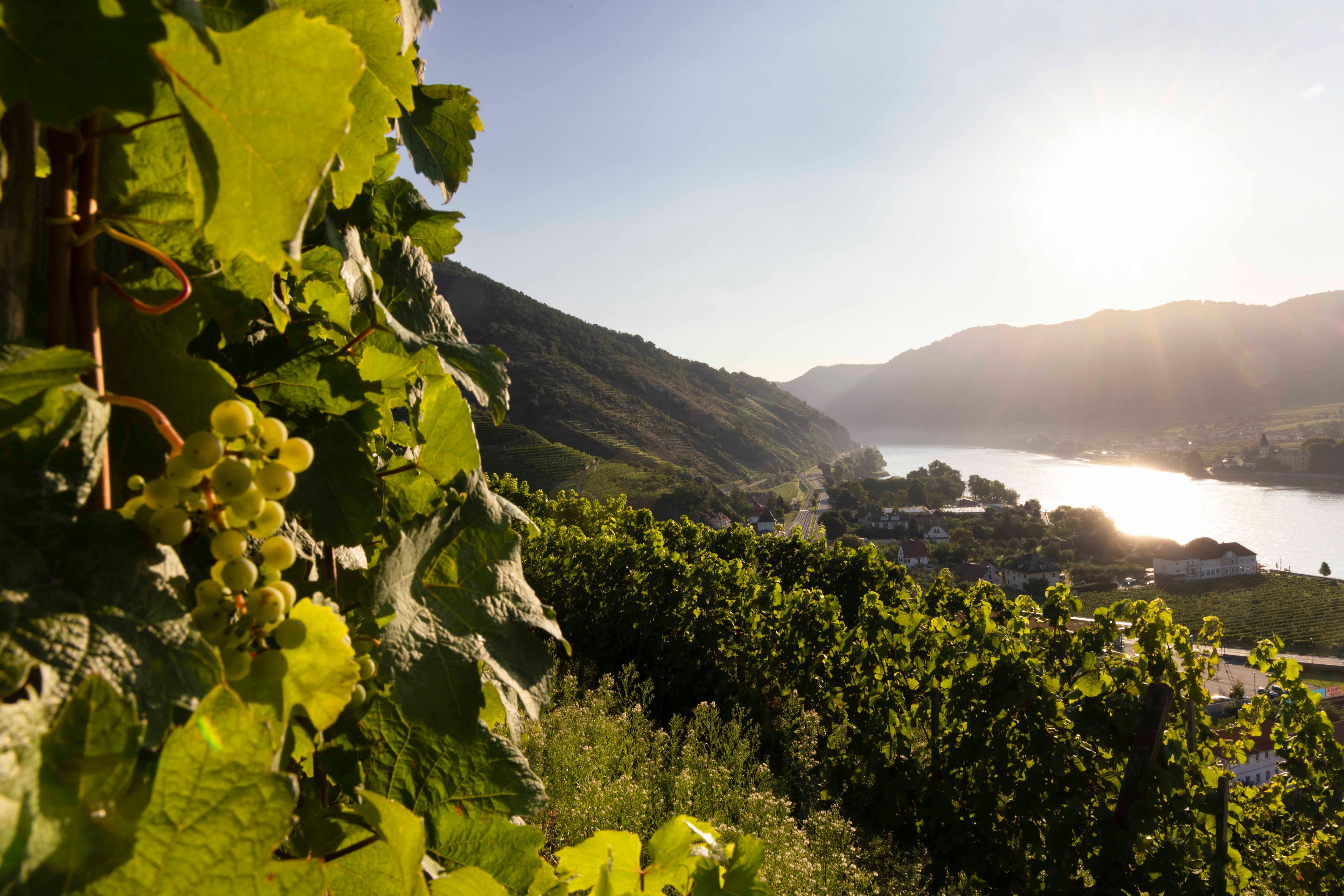 Weinanbau in Spitz