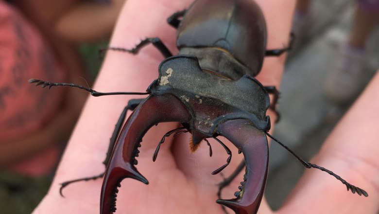 waldschule_hirschkaefer_c_marcus-zuba, &copy; Marcus Zuba