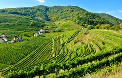 Die sanften Hügel des Naturparks Jauerling-Wachau sind im goldenen Licht des Herbstes ein wahres Farbenspiel. Die Weinreben schlängeln sich malerisch die Hänge hinauf und laden zu genussvollen Wanderungen ein. Hier, wo die Natur in voller Pracht erstrahlt, wird jeder Schritt zum Erlebnis.