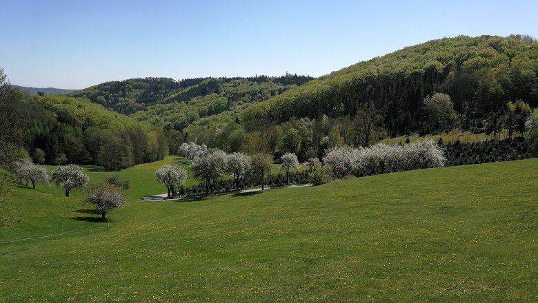 Blühende Landschaft, © Naturpark Jauerling-Wachau