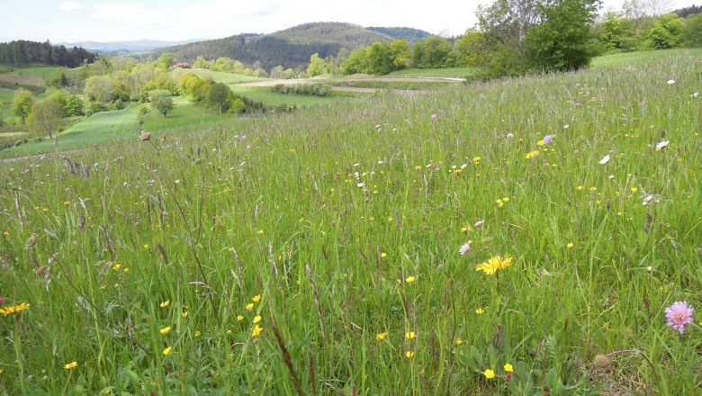 Artenreiche Magerwiese, © Naturpark Jauerling-Wachau