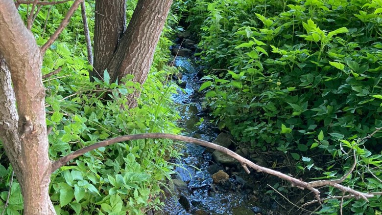 A small stream flows through lush green foliage and trees.