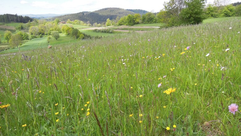 Species-rich rough meadow, &copy; Naturpark Jauerling-Wachau