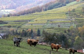Highland cattle on the pasture, © Gerold Munk