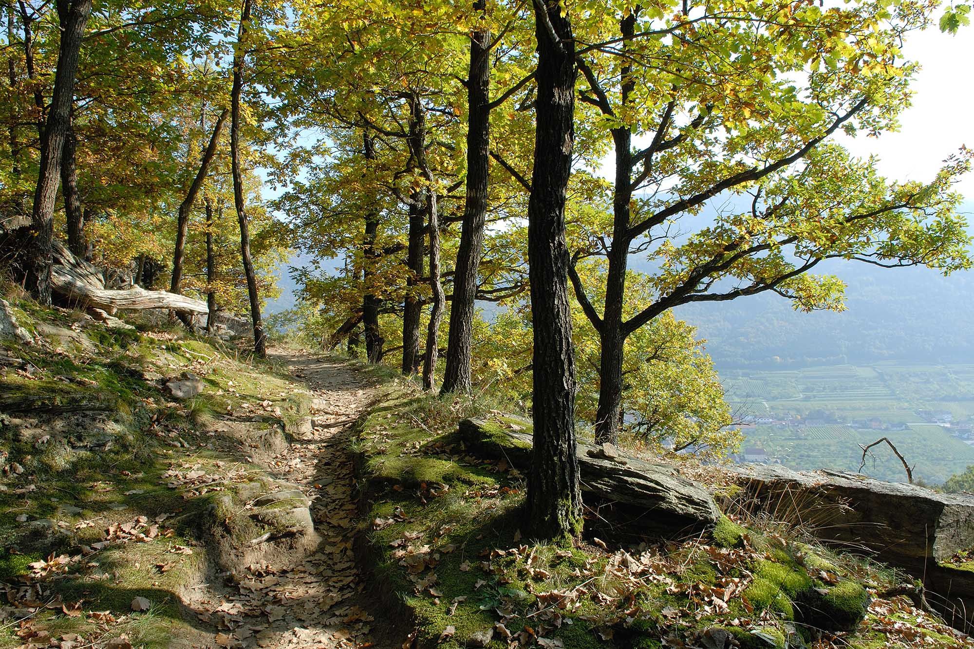 Ein Waldweg auf einem Hügel mit Bäumen und Laub im Herbst.