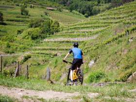 Mountainbiker in den Weinbergen, &copy; Donau N&Ouml; Tourismus/Barbara Elser