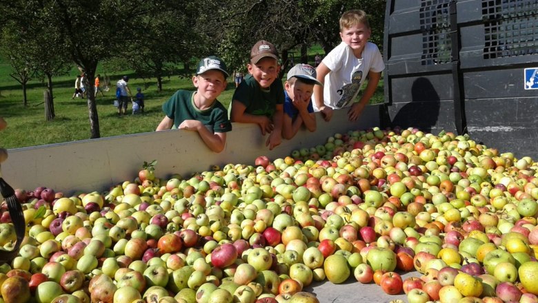Schüler sammeln Äpfel für den Saftladen-Apfelsaft, © VS Emmersdorf