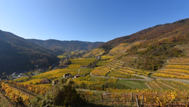Vineyards in the Spitzer Graben in autumnal colors.